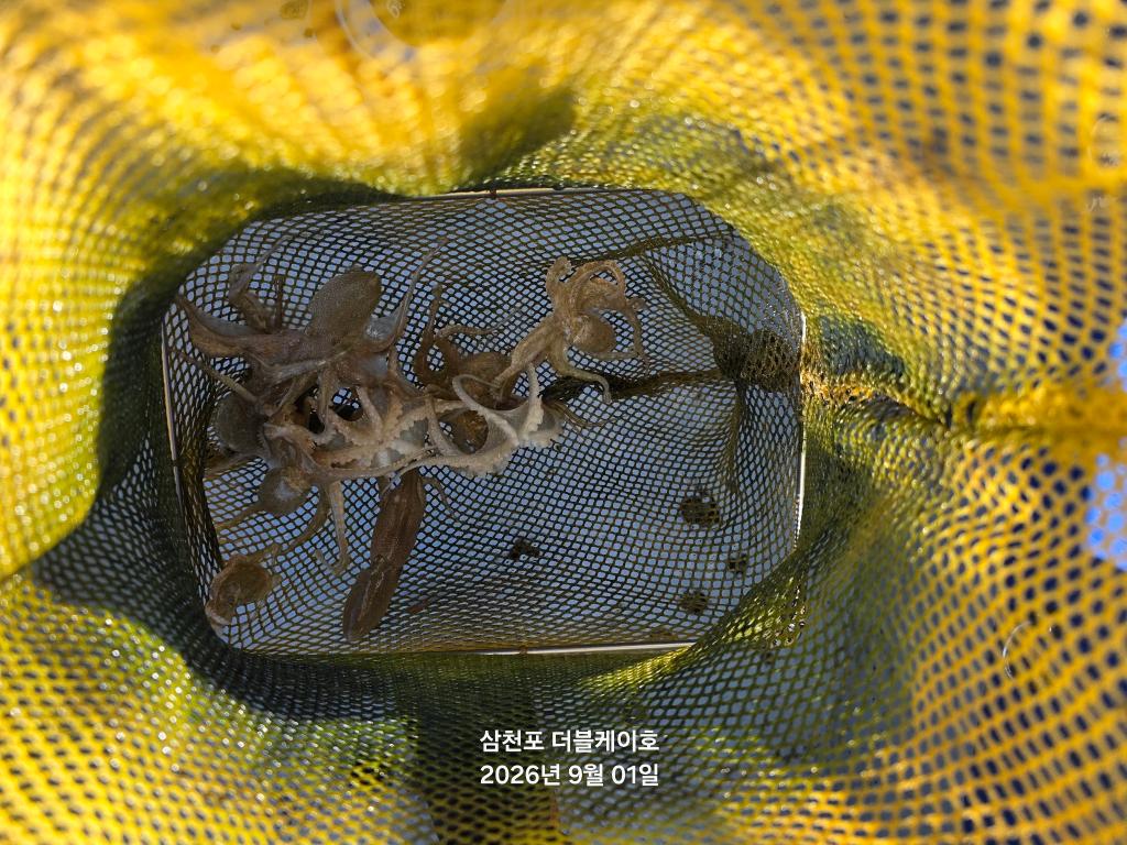 낚시뚜,쭈꾸미,삼천포 팔포항,삼천포 더블케이호,낚시뚜12