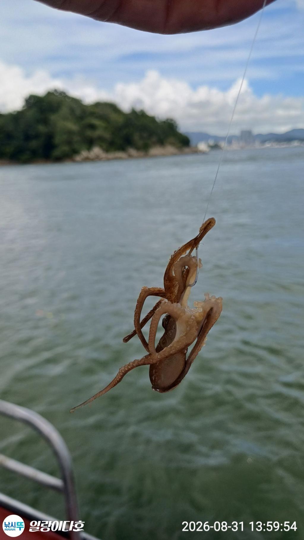 낚시뚜,감성돔,냉천항,일랑이다호,낚시뚜2