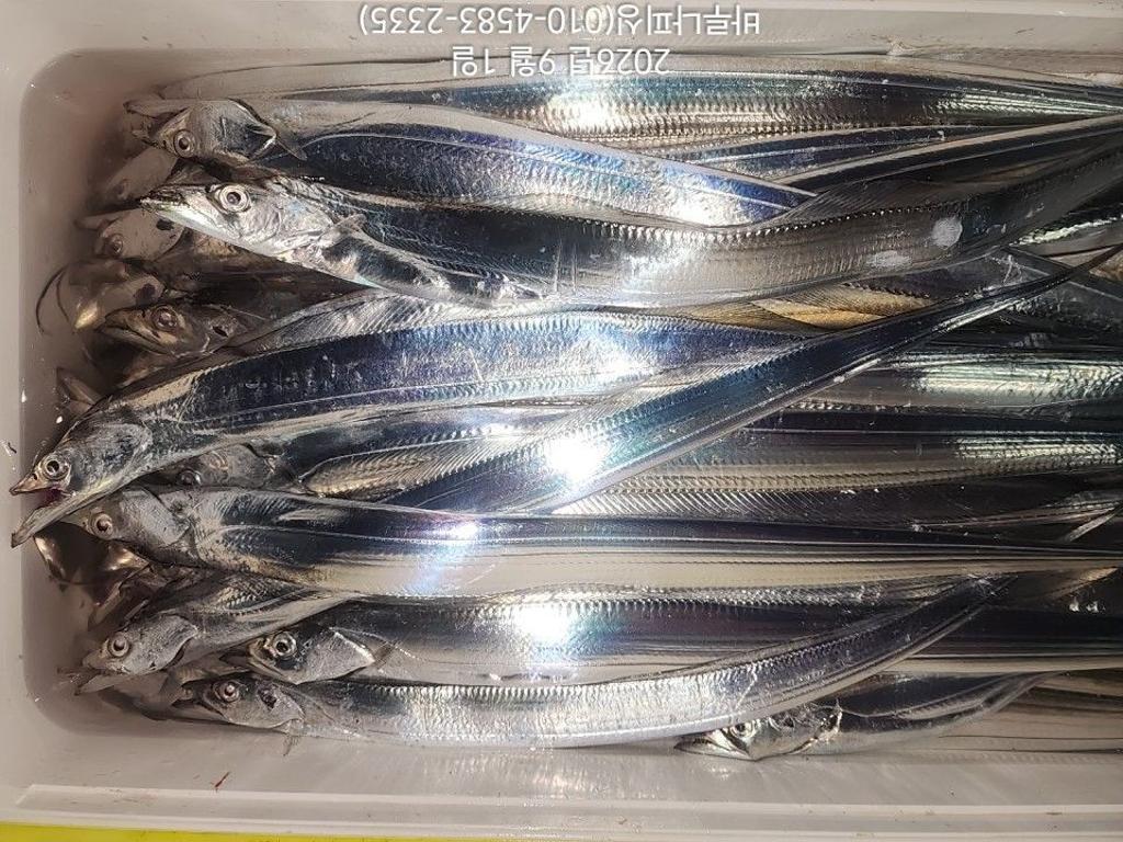 낚시뚜,갈치,속천항(진해),바루나피싱,낚시뚜3