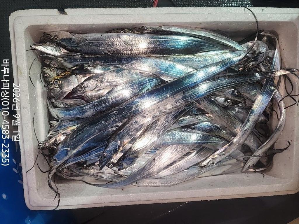 낚시뚜,갈치,속천항(진해),바루나피싱,낚시뚜2