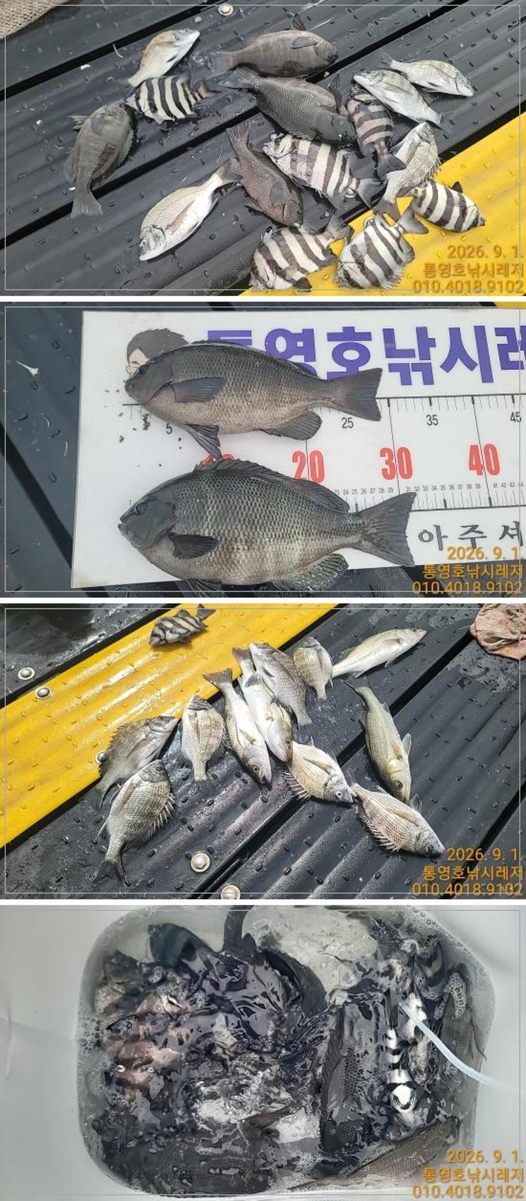낚시뚜,감성돔,풍화수월선착장,통영호 낚시레져,낚시뚜0