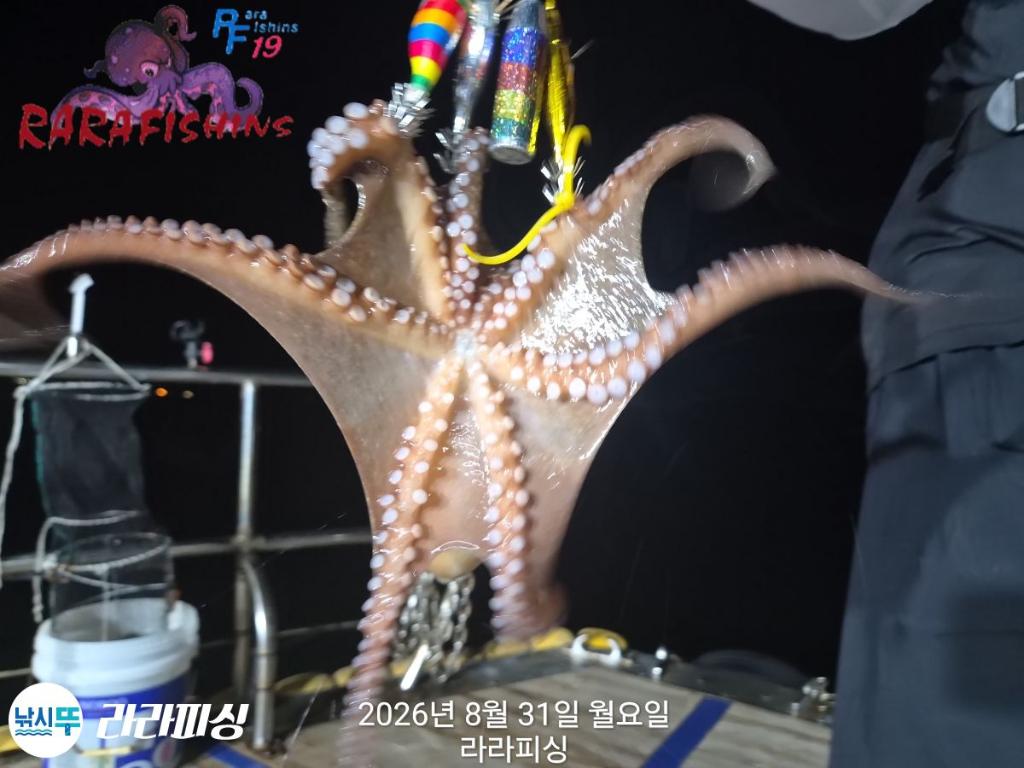 낚시뚜,돌문어,속천항(진해),라라피싱,낚시뚜10