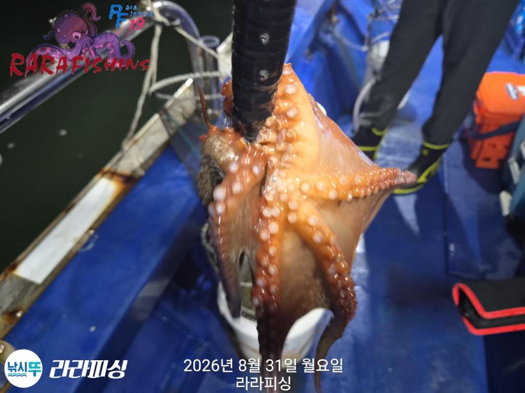 낚시뚜,돌문어,속천항(진해),라라피싱,낚시뚜9