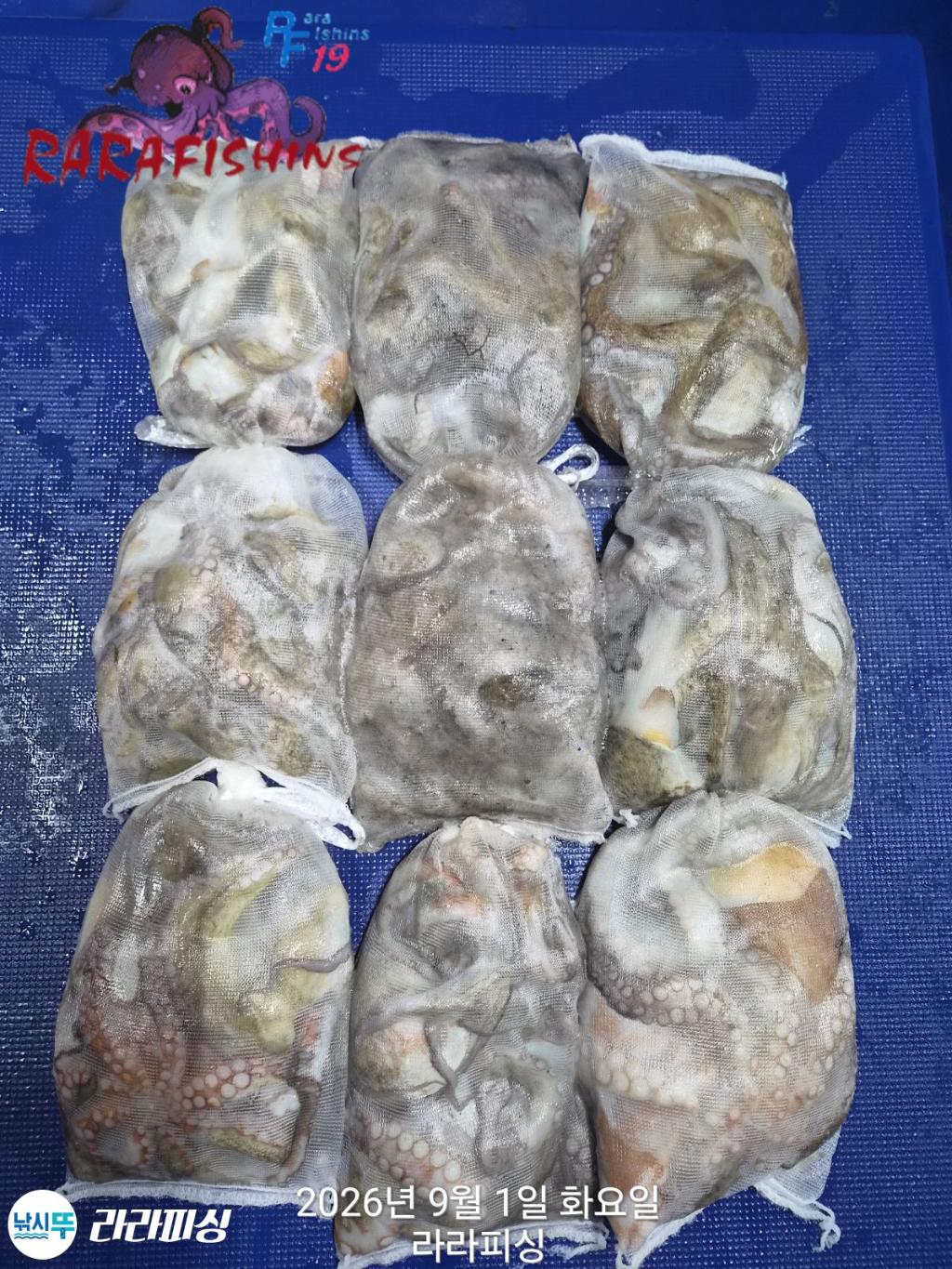 낚시뚜,돌문어,속천항(진해),라라피싱,낚시뚜1