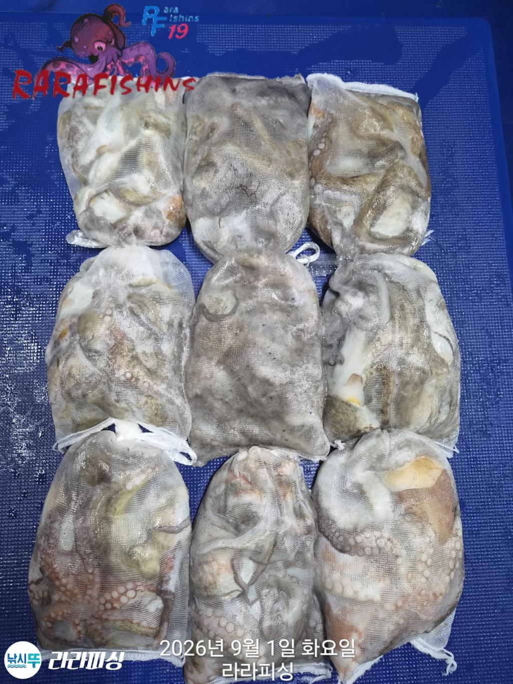 낚시뚜,돌문어,속천항(진해),라라피싱,낚시뚜0