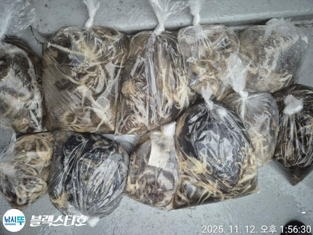 낚시뚜,돌문어,삼천포 팔포항,삼천포 블랙스타,낚시뚜5