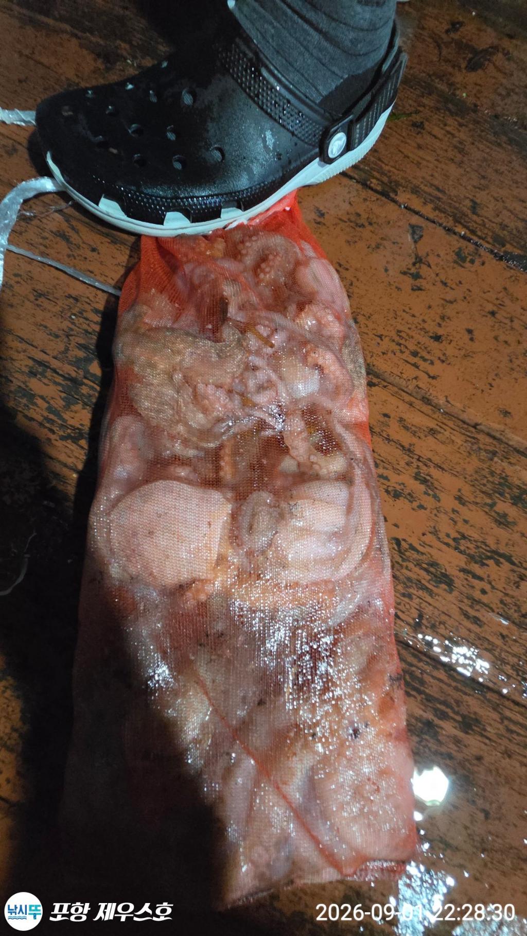 낚시뚜,돌문어,영일만항,포항 제우스호,낚시뚜23