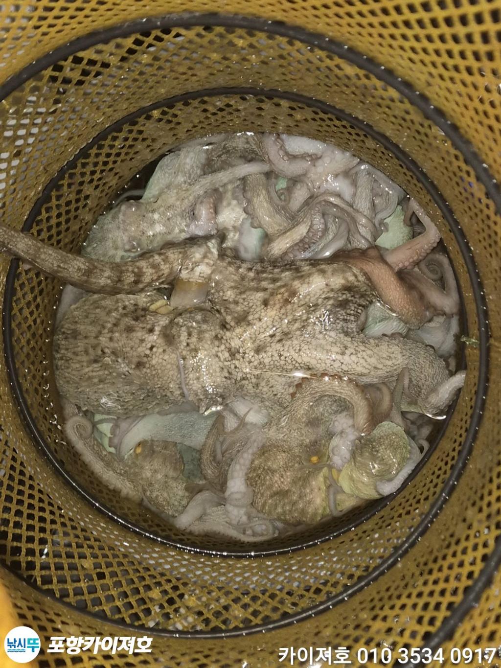 낚시뚜,기타 (직접입력),영일만항,포항카이져호,낚시뚜40