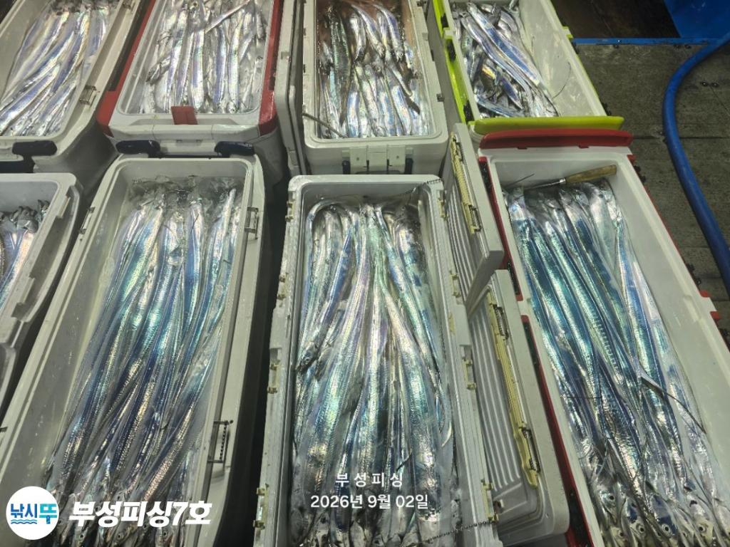 낚시뚜,갈치,통영영운리항,부성피싱7호,낚시뚜27