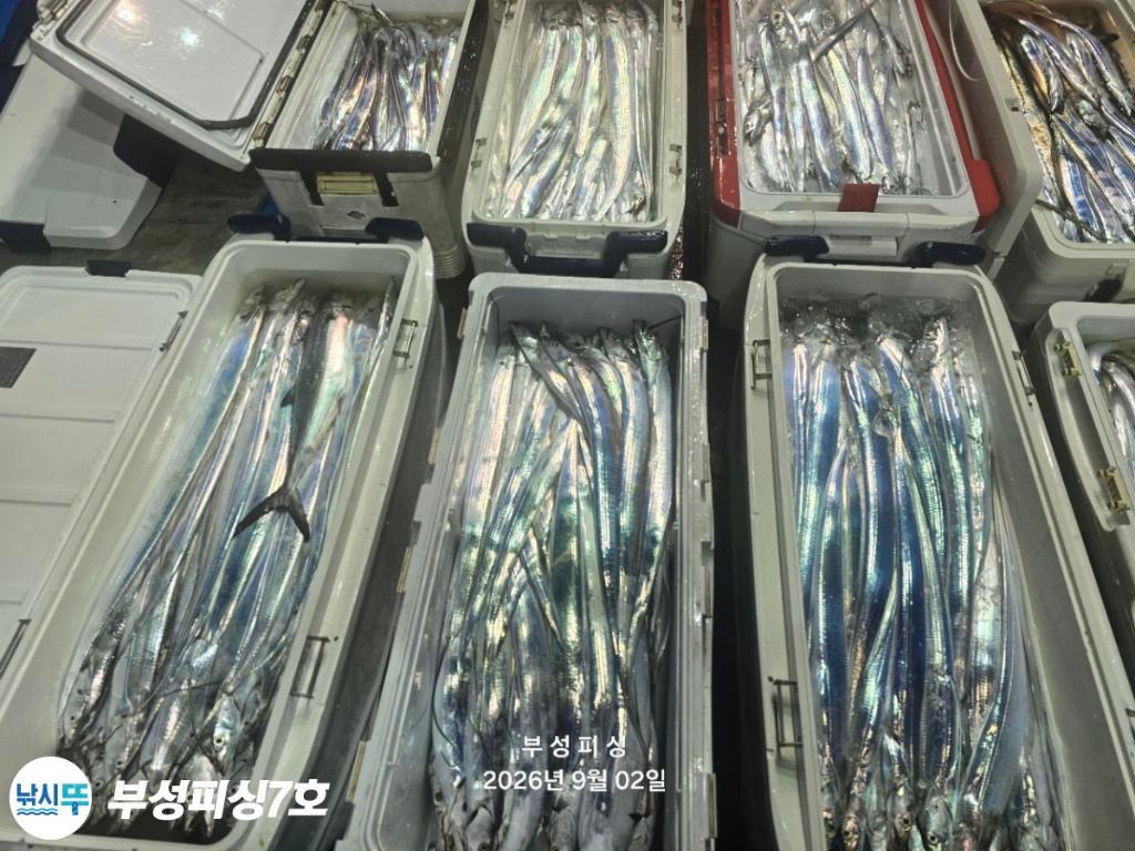 낚시뚜,갈치,통영영운리항,부성피싱7호,낚시뚜26