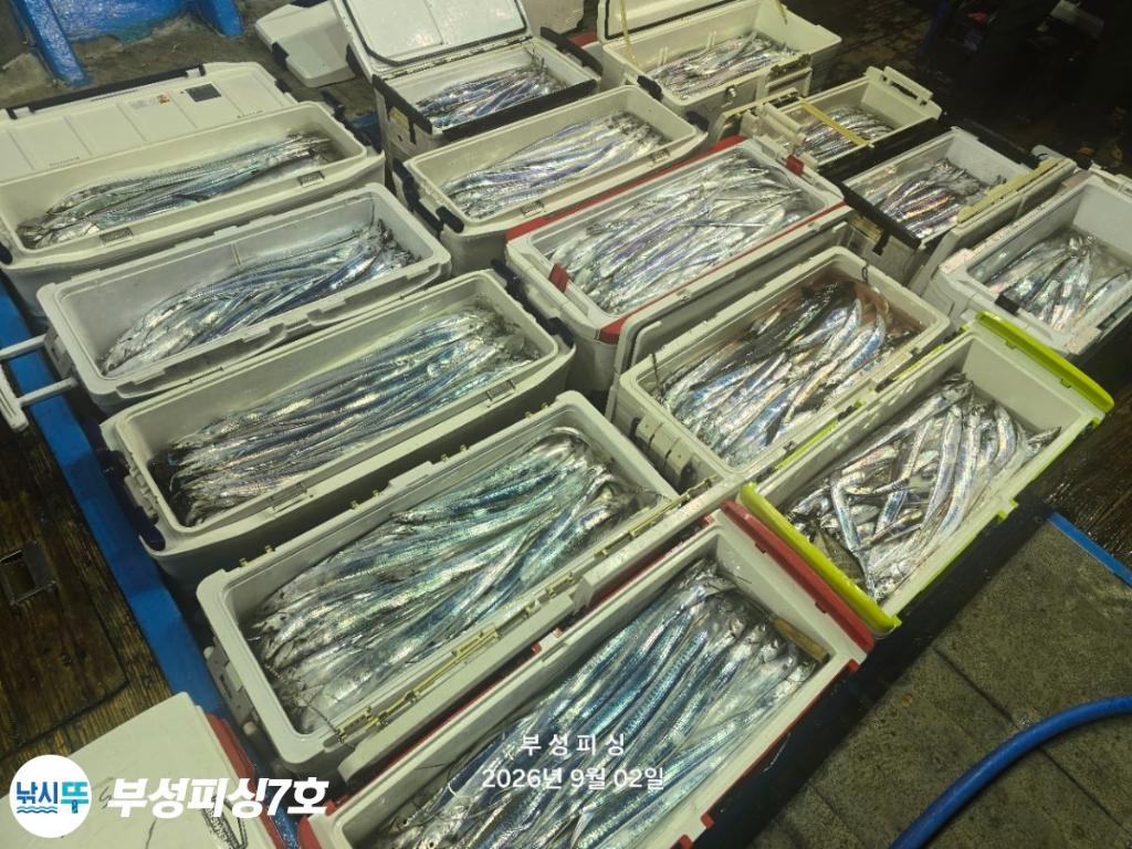 낚시뚜,갈치,통영영운리항,부성피싱7호,낚시뚜25