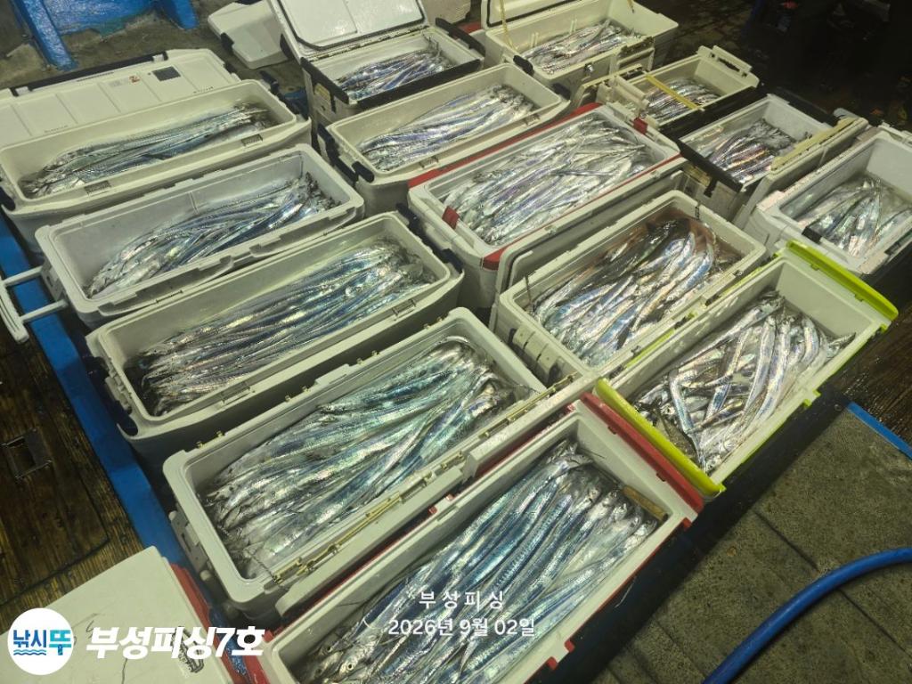 낚시뚜,갈치,통영영운리항,부성피싱7호,낚시뚜24