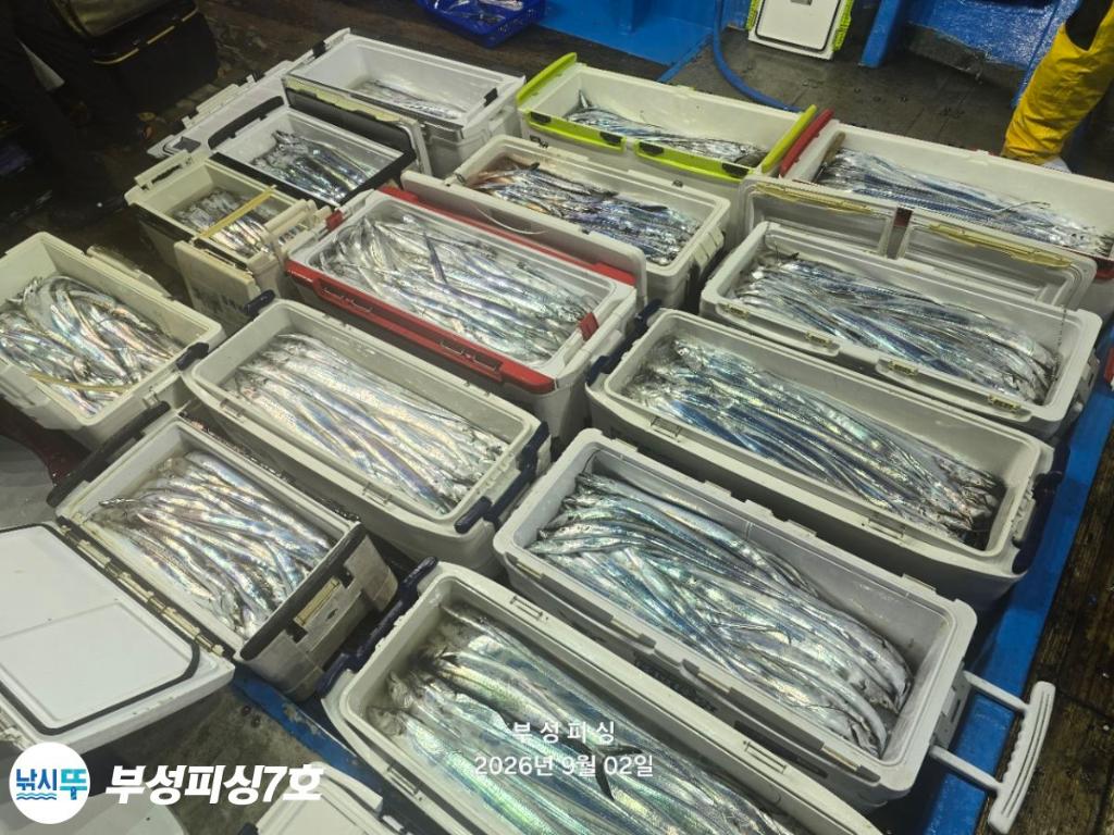 낚시뚜,갈치,통영영운리항,부성피싱7호,낚시뚜23