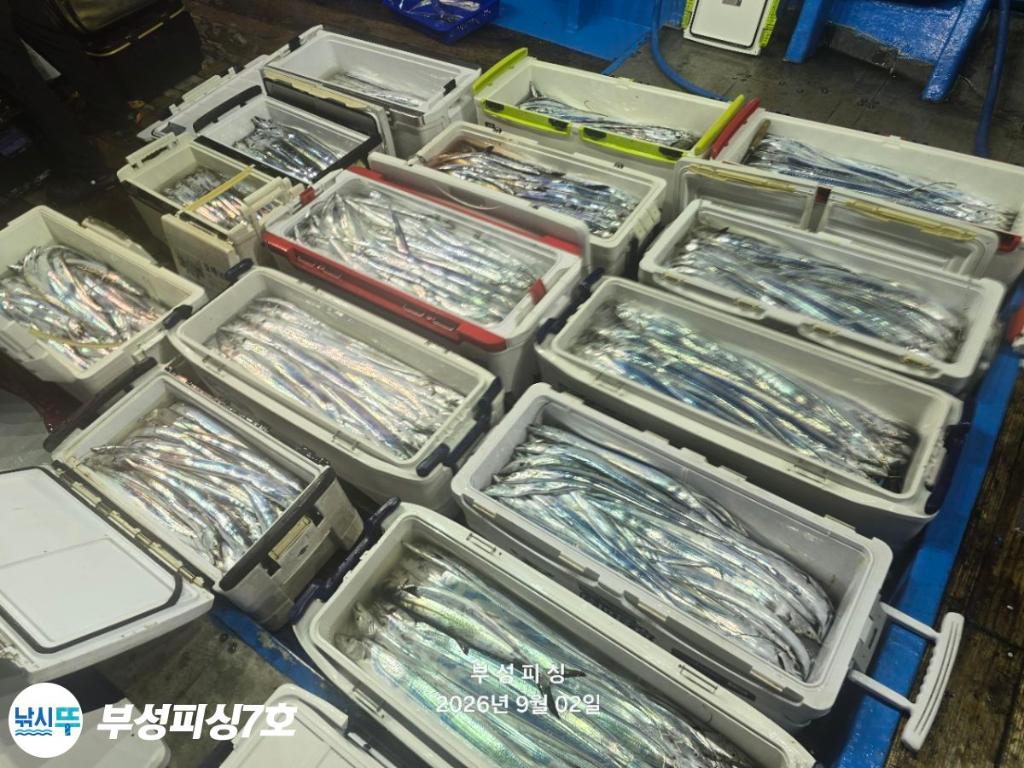 낚시뚜,갈치,통영영운리항,부성피싱7호,낚시뚜22