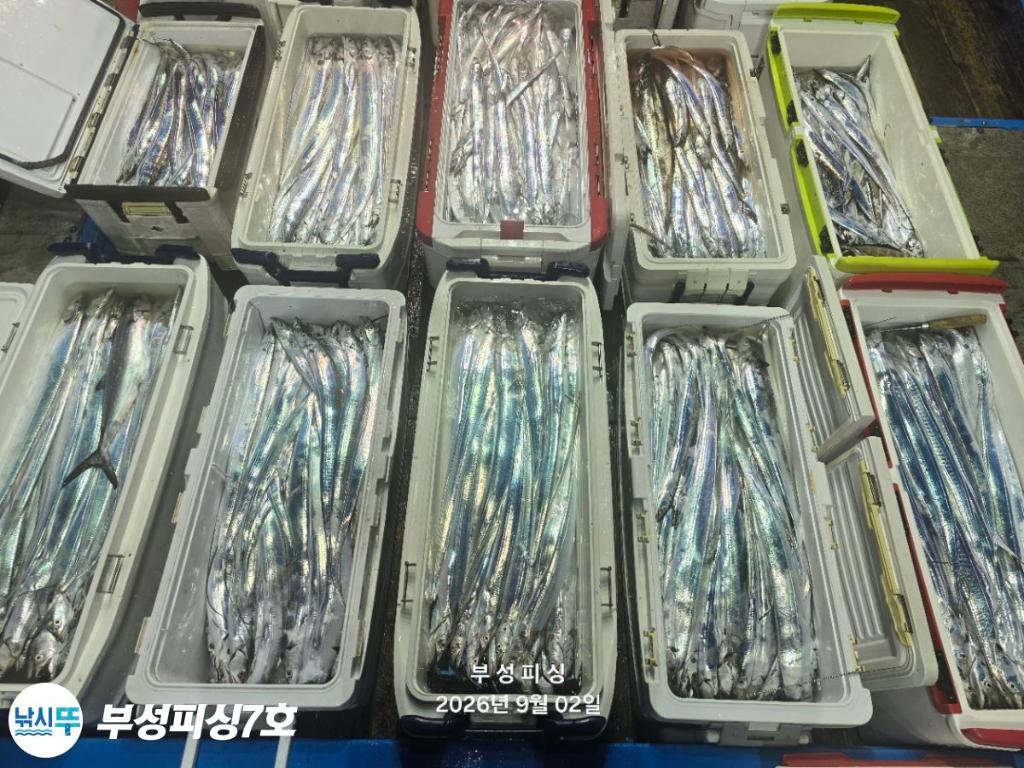 낚시뚜,갈치,통영영운리항,부성피싱7호,낚시뚜21