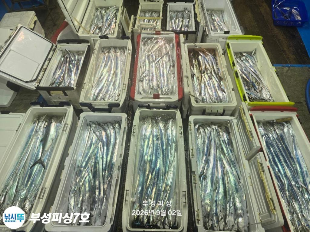 낚시뚜,갈치,통영영운리항,부성피싱7호,낚시뚜20