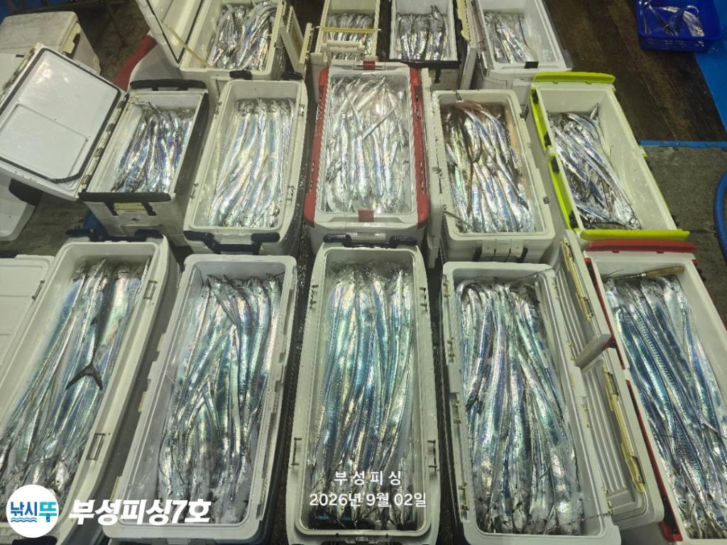 낚시뚜,갈치,통영영운리항,부성피싱7호,낚시뚜19