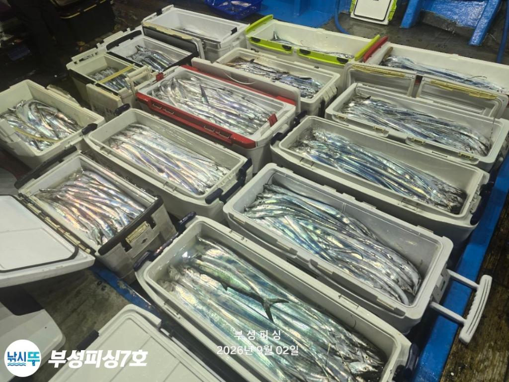 낚시뚜,갈치,통영영운리항,부성피싱7호,낚시뚜2