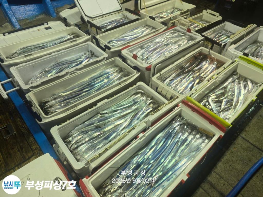 낚시뚜,갈치,통영영운리항,부성피싱7호,낚시뚜1