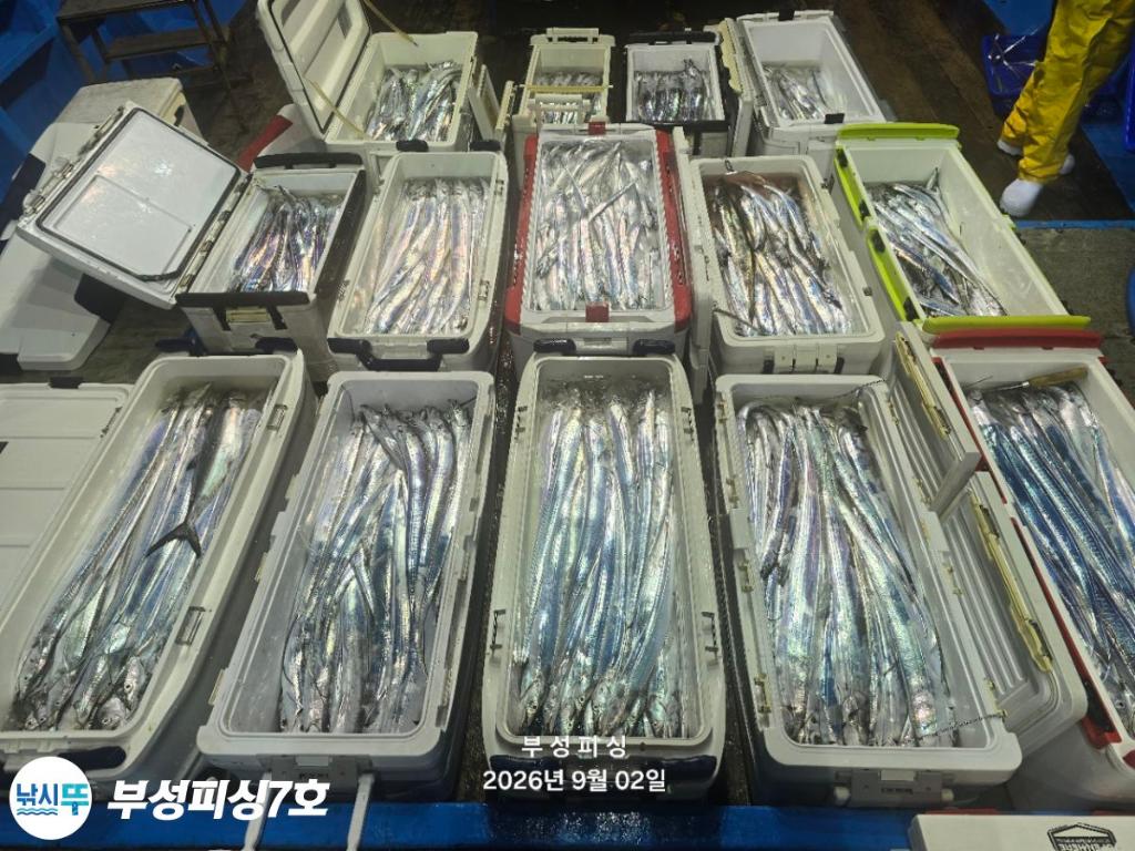 낚시뚜,갈치,통영영운리항,부성피싱7호,낚시뚜0
