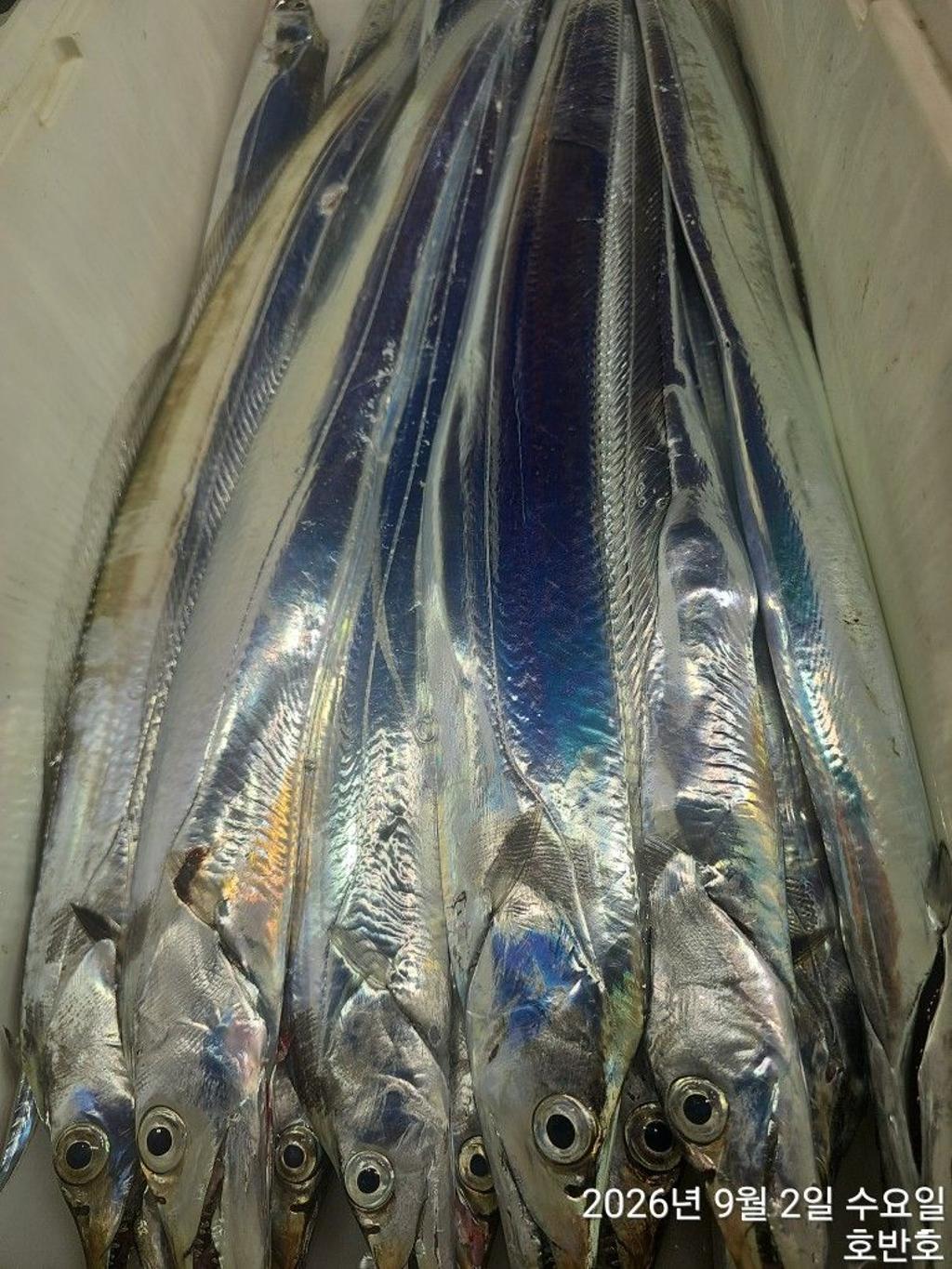 낚시뚜,갈치,통영 신전항,통영호반호,낚시뚜21