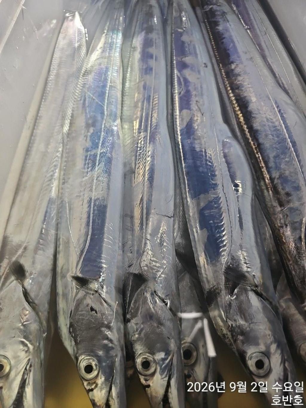 낚시뚜,갈치,통영 신전항,통영호반호,낚시뚜20