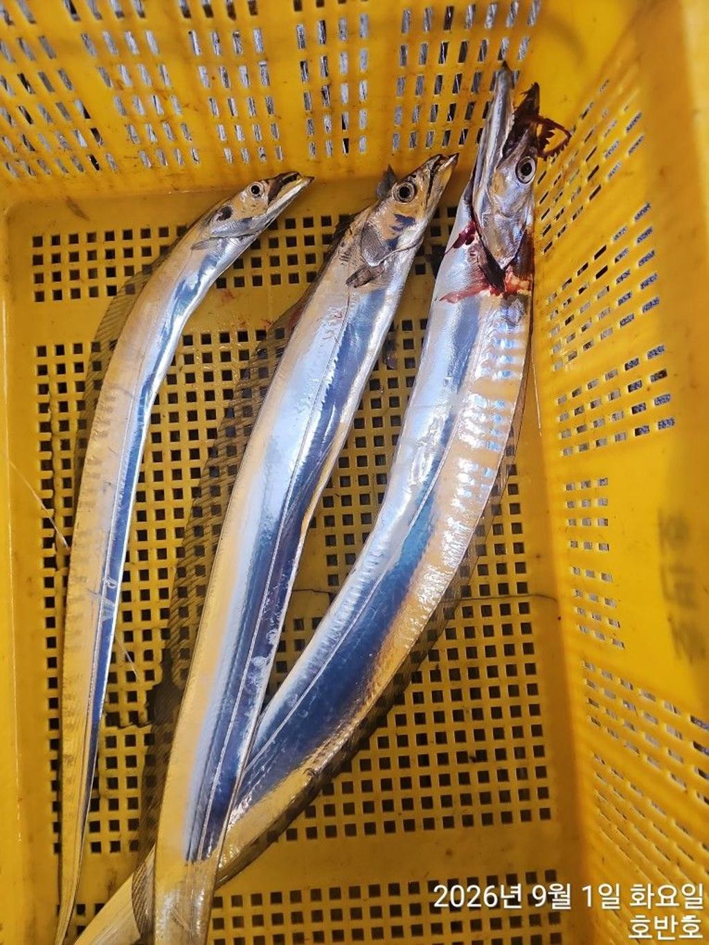 낚시뚜,갈치,통영 신전항,통영호반호,낚시뚜15