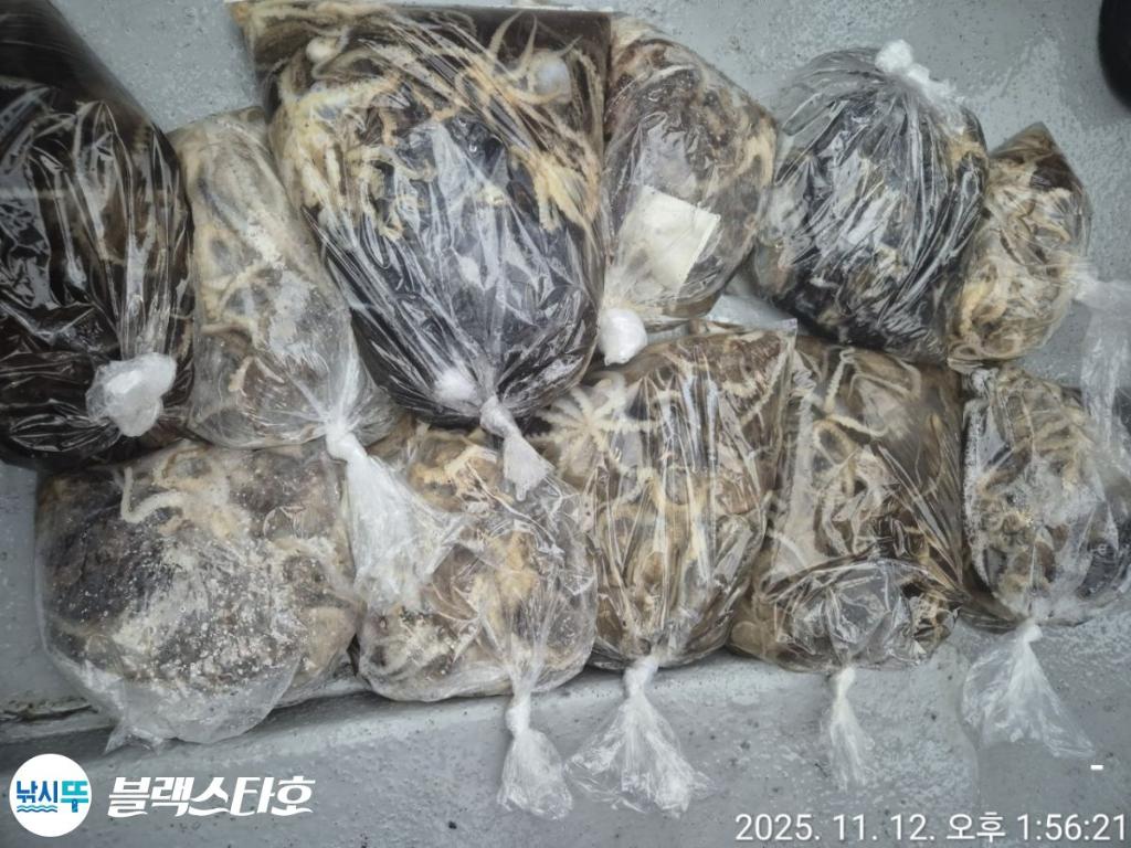 낚시뚜,돌문어,삼천포 팔포항,삼천포 블랙스타,낚시뚜5