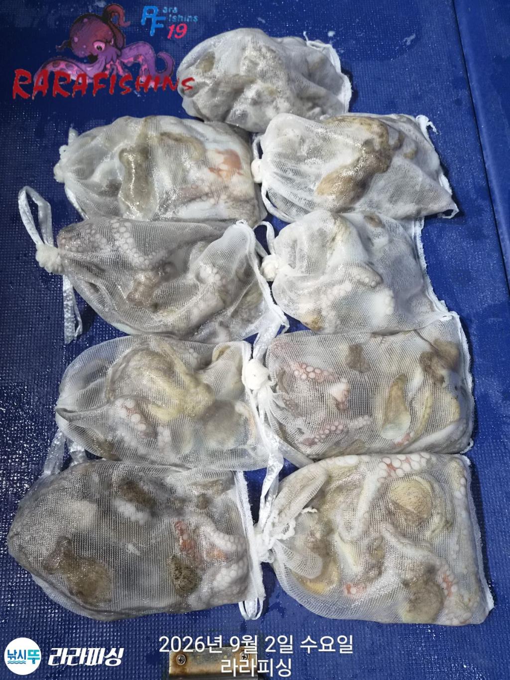 낚시뚜,돌문어,속천항(진해),라라피싱,낚시뚜15