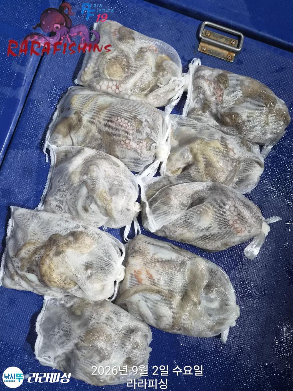 낚시뚜,돌문어,속천항(진해),라라피싱,낚시뚜12