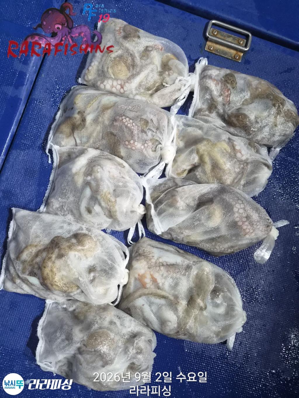 낚시뚜,돌문어,속천항(진해),라라피싱,낚시뚜11