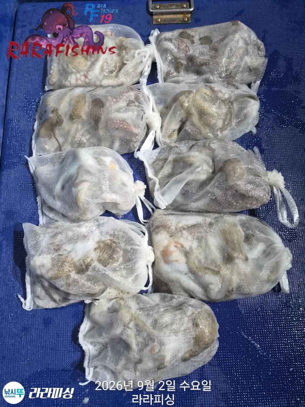 낚시뚜,돌문어,속천항(진해),라라피싱,낚시뚜0