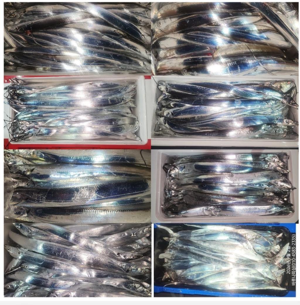 낚시뚜,갈치,속천항(진해),바루나피싱,낚시뚜14