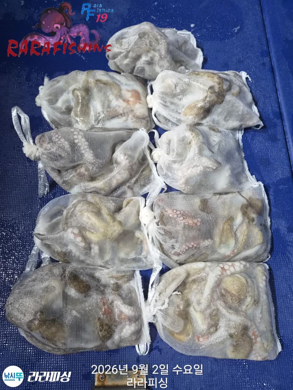 낚시뚜,돌문어,속천항(진해),라라피싱,낚시뚜13