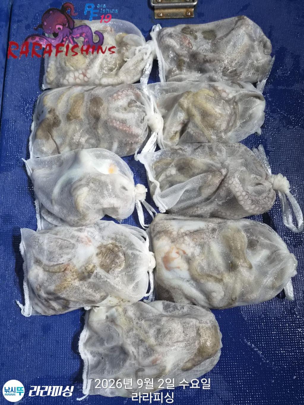 낚시뚜,돌문어,속천항(진해),라라피싱,낚시뚜0