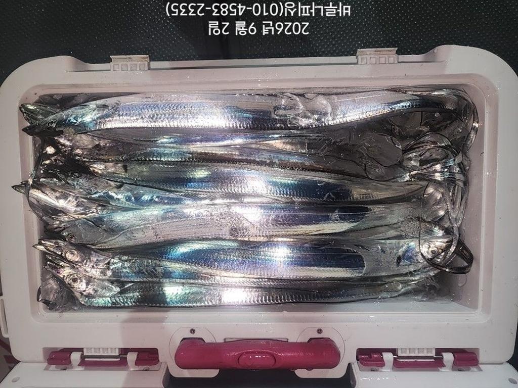 낚시뚜,갈치,속천항(진해),바루나피싱,낚시뚜14