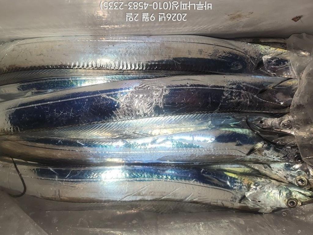 낚시뚜,갈치,속천항(진해),바루나피싱,낚시뚜12