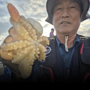 조황, 1일 돌문어 조황 입니다
