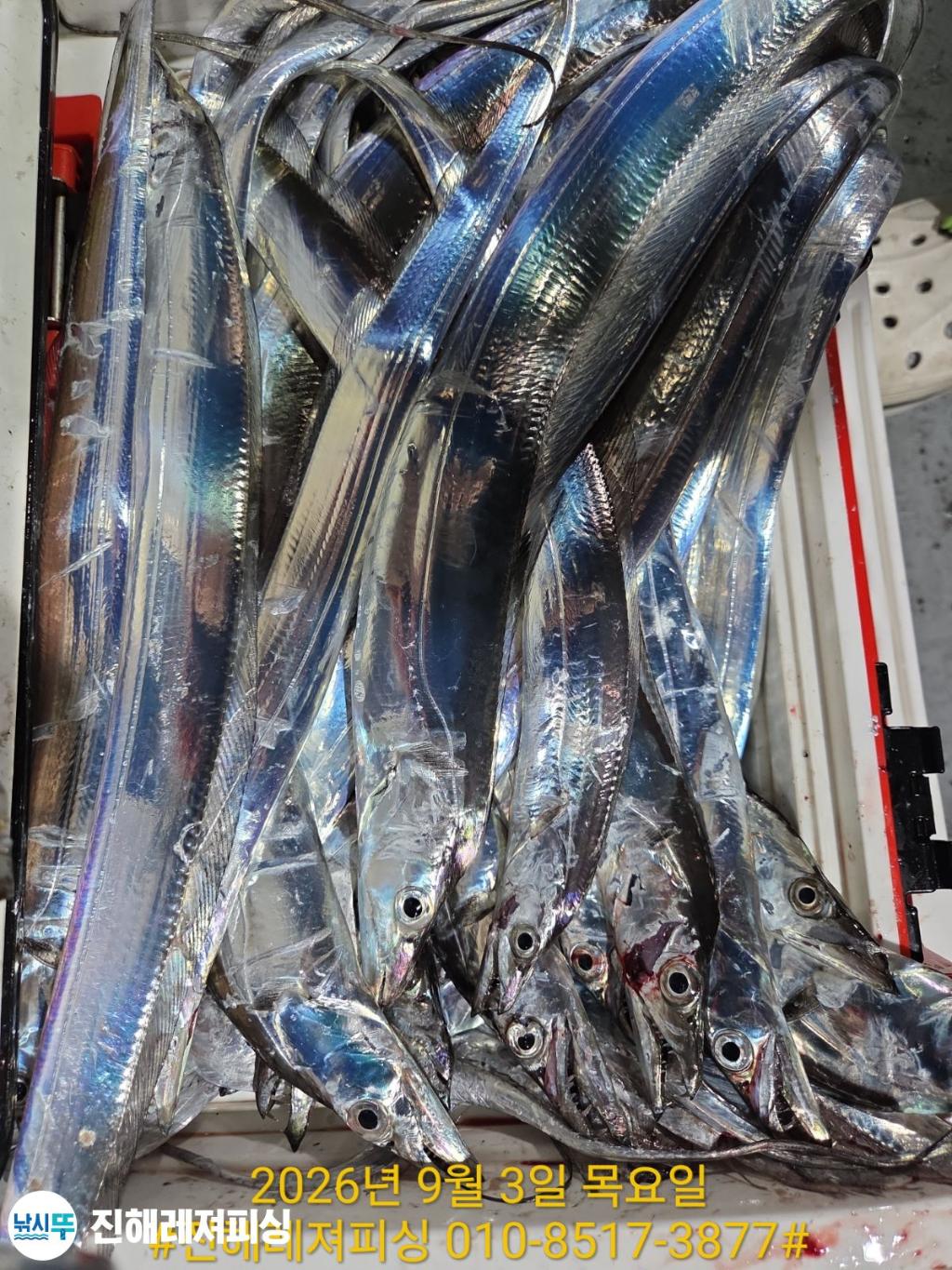낚시뚜,갈치,진해1부두항,진해레져피싱,낚시뚜24