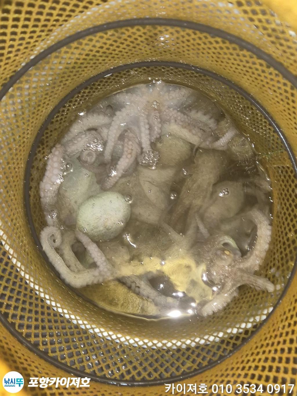 낚시뚜,돌문어,영일만항,포항카이져호,낚시뚜51