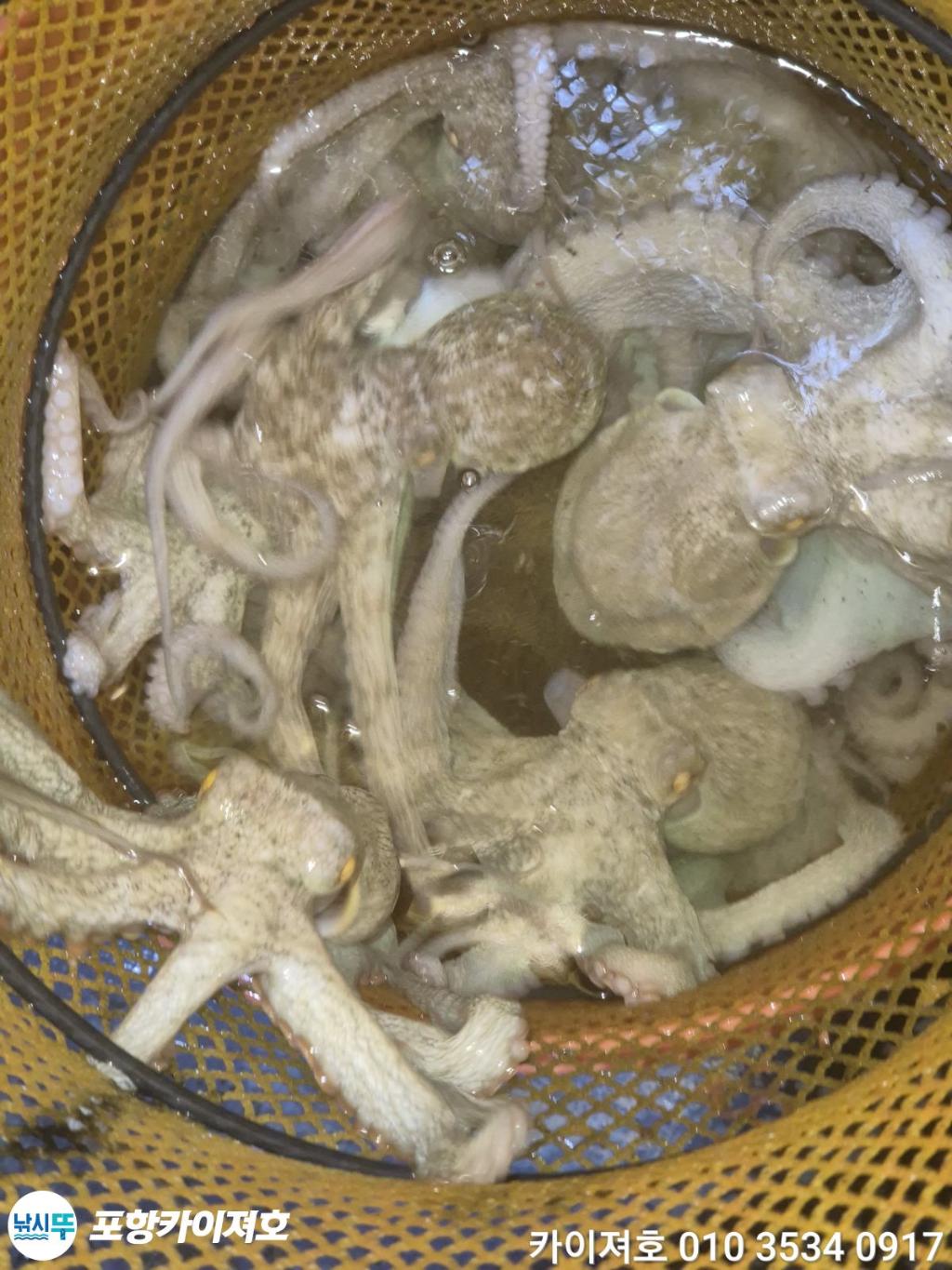 낚시뚜,돌문어,영일만항,포항카이져호,낚시뚜41