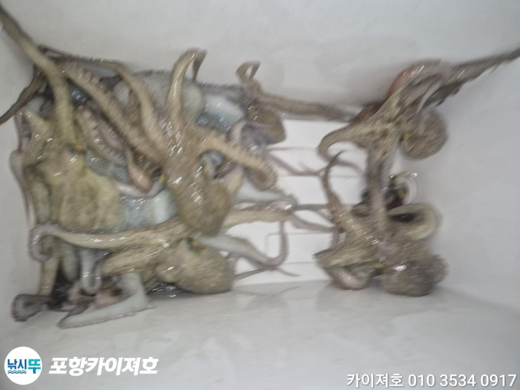 낚시뚜,돌문어,영일만항,포항카이져호,낚시뚜38