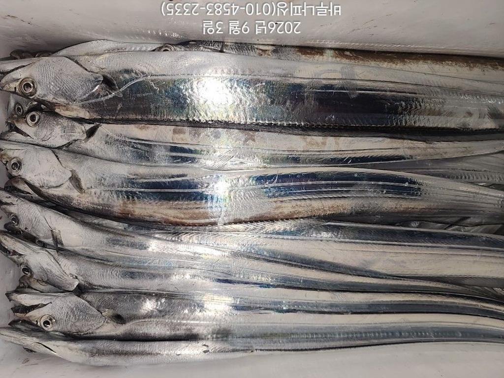낚시뚜,갈치,속천항(진해),바루나피싱,낚시뚜9