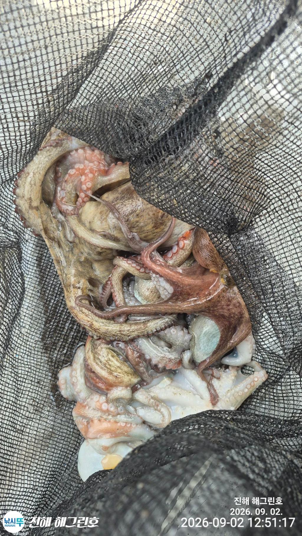 낚시뚜,돌문어,삼포항,진해 해그린호,낚시뚜14