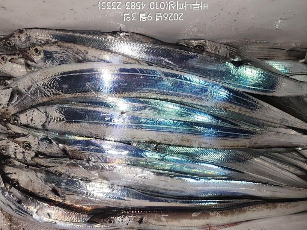 낚시뚜,갈치,속천항(진해),바루나피싱,낚시뚜2