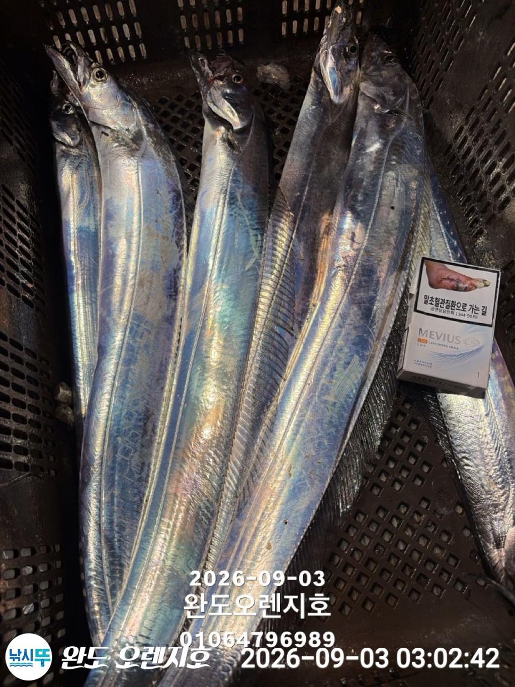 낚시뚜,갈치,완도항,완도 오렌지호,낚시뚜19