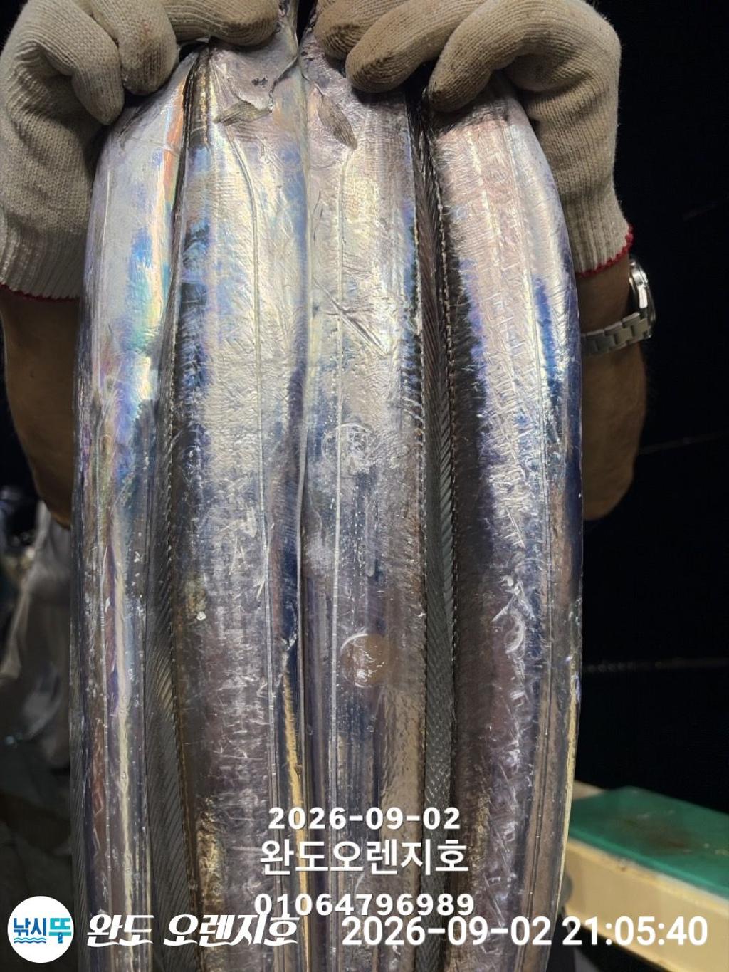 낚시뚜,갈치,완도항,완도 오렌지호,낚시뚜15