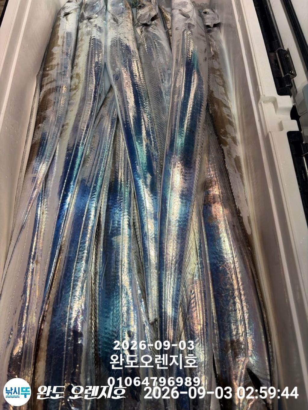 낚시뚜,갈치,완도항,완도 오렌지호,낚시뚜8