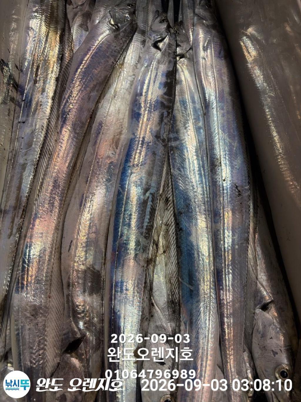 낚시뚜,갈치,완도항,완도 오렌지호,낚시뚜2