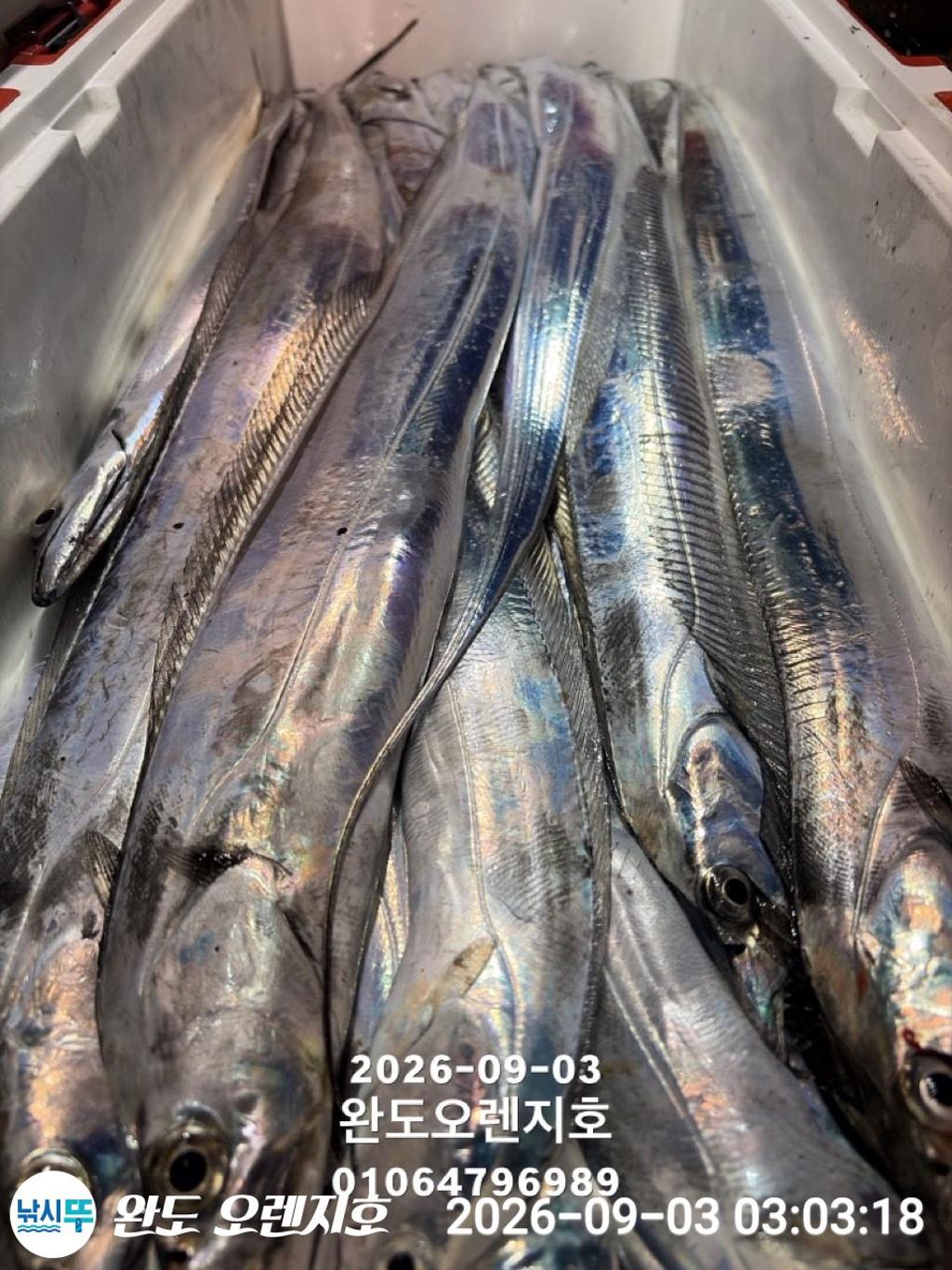 낚시뚜,갈치,완도항,완도 오렌지호,낚시뚜0